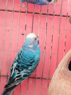 Australian Parrot one 300 rs 5 male 2 female blue green