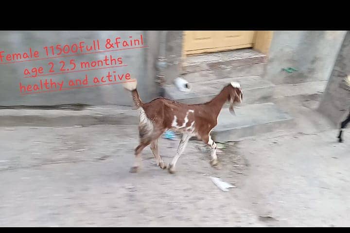 goats male female kid MASHALLAH healthy and active 1