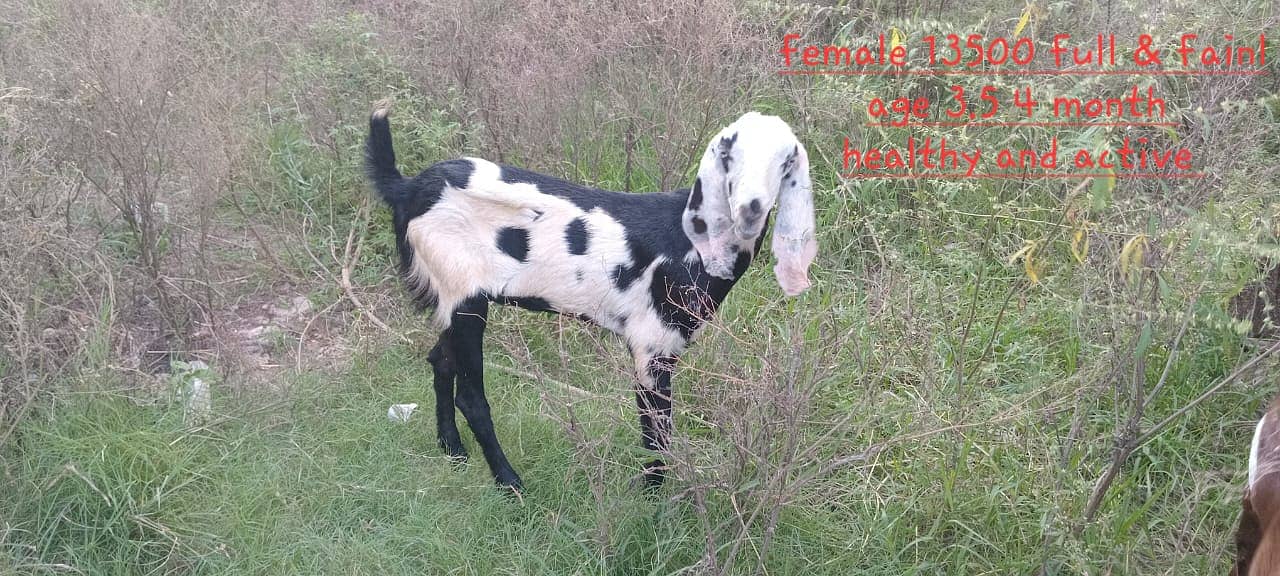 goats male female kid MASHALLAH healthy and active 3