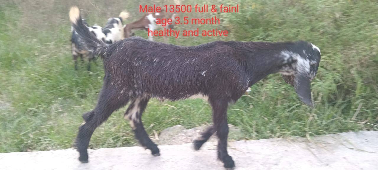 goats male female kid MASHALLAH healthy and active 4