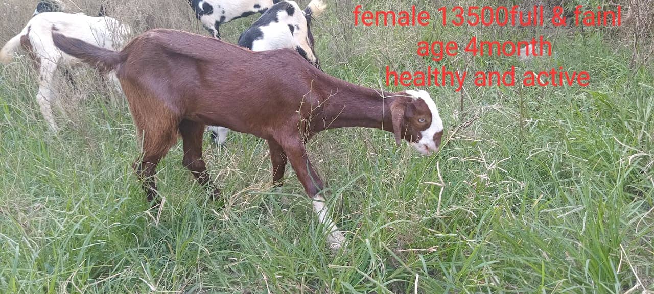 goats male female kid MASHALLAH healthy and active 5