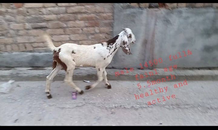 goats male female kid MASHALLAH healthy and active 6