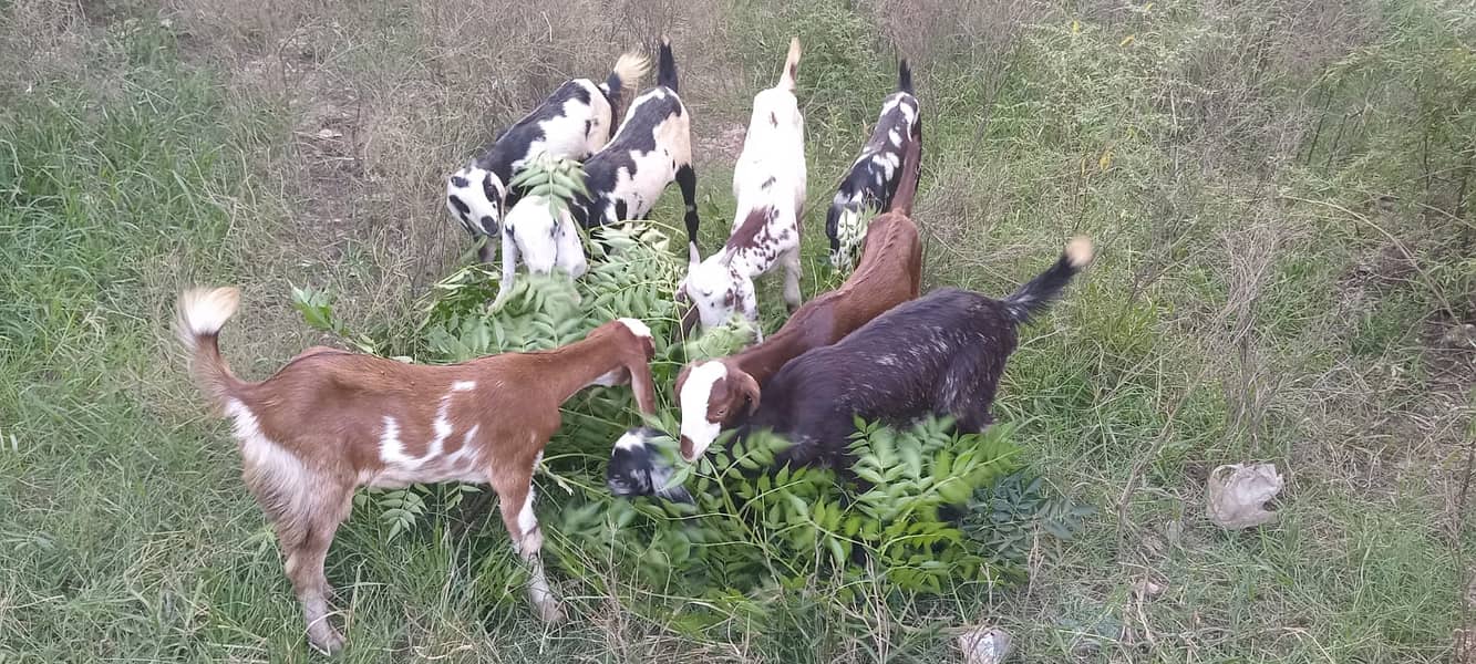 goats male female kid MASHALLAH healthy and active 7