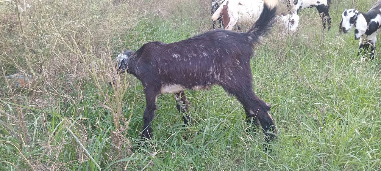 goats male female kid MASHALLAH healthy and active 8