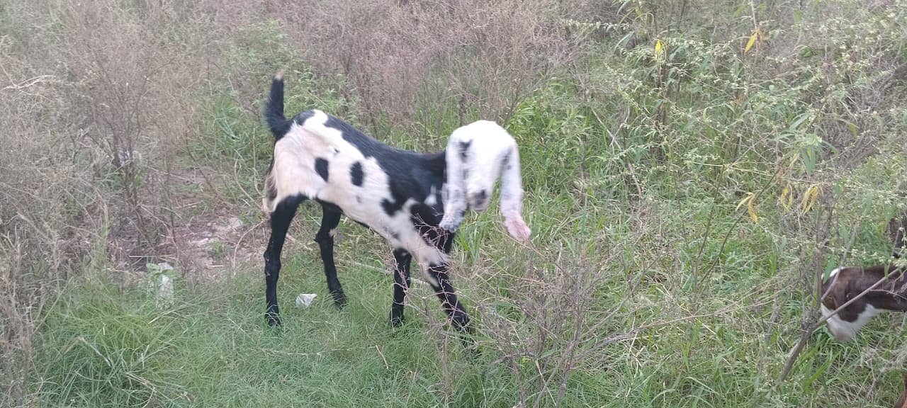 goats male female kid MASHALLAH healthy and active 9