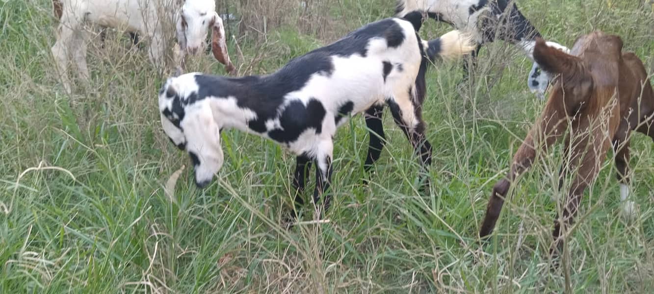 goats male female kid MASHALLAH healthy and active 10