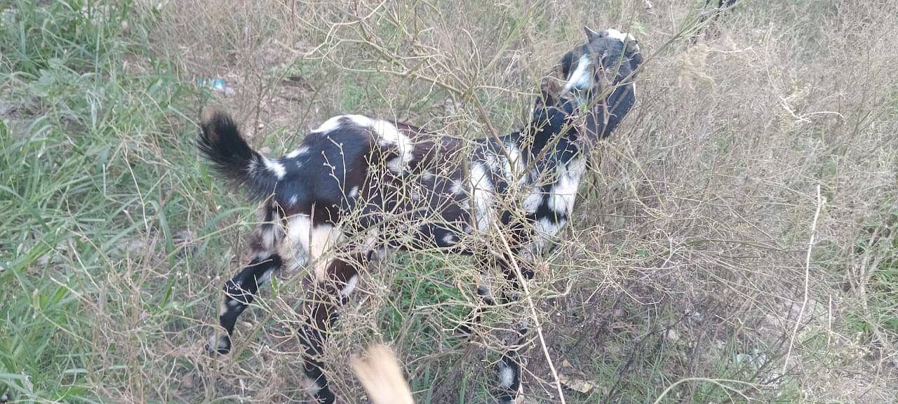 goats male female kid MASHALLAH healthy and active 11