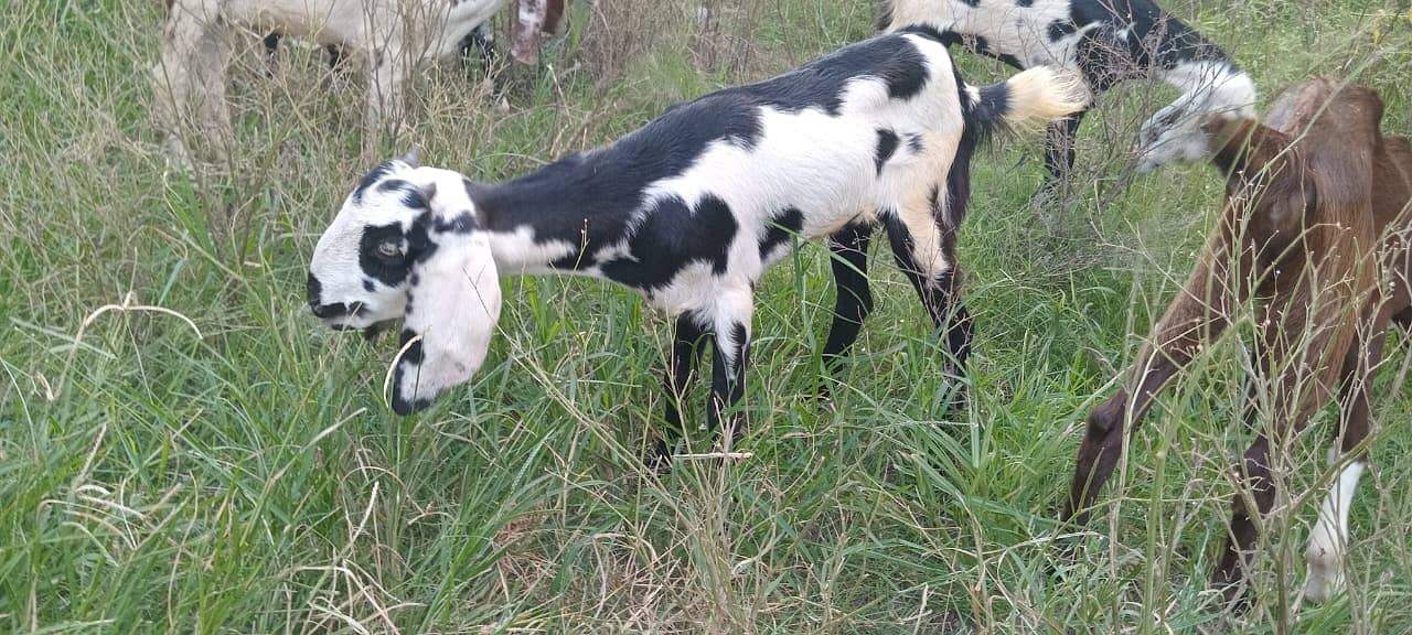 goats male female kid MASHALLAH healthy and active 12