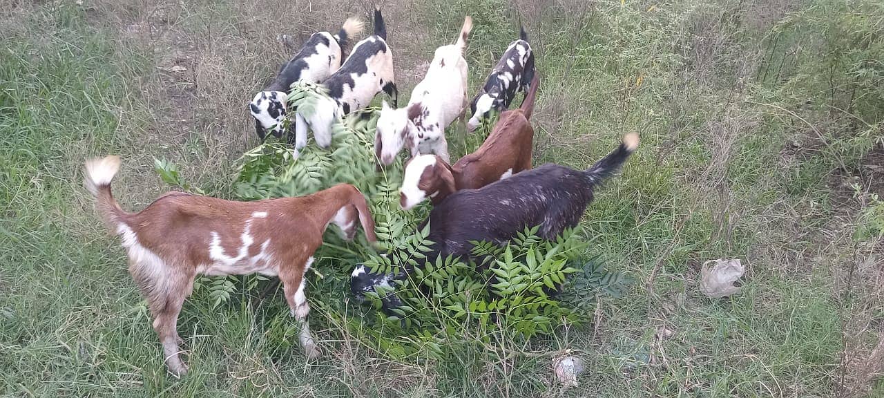 goats male female kid MASHALLAH healthy and active 13