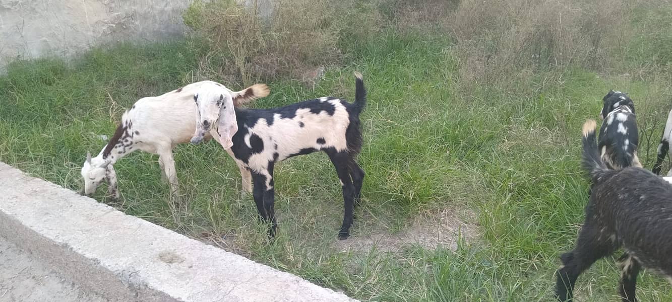 goats male female kid MASHALLAH healthy and active 14