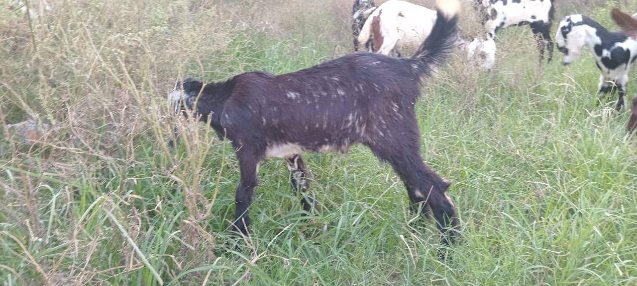 goats male female kid MASHALLAH healthy and active 15