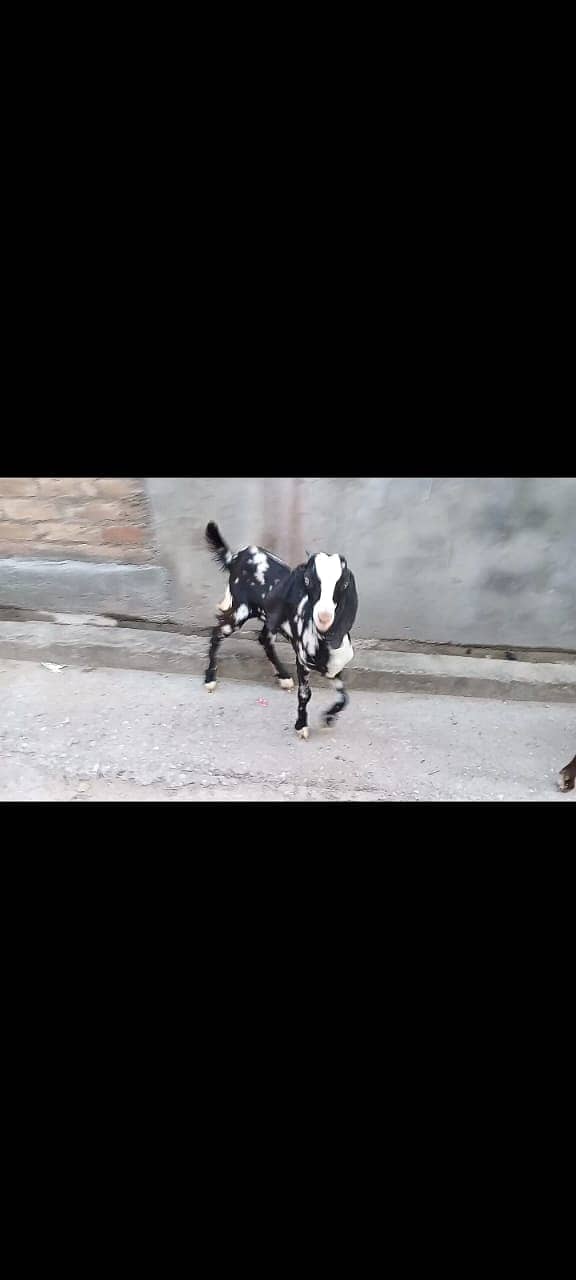 goats male female kid MASHALLAH healthy and active 16