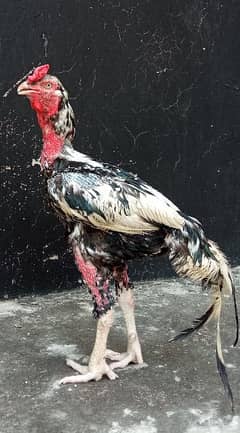 Aseel Sindhi Rooster/Cock 0