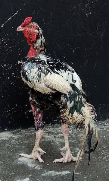 Aseel Sindhi Rooster/Cock 1