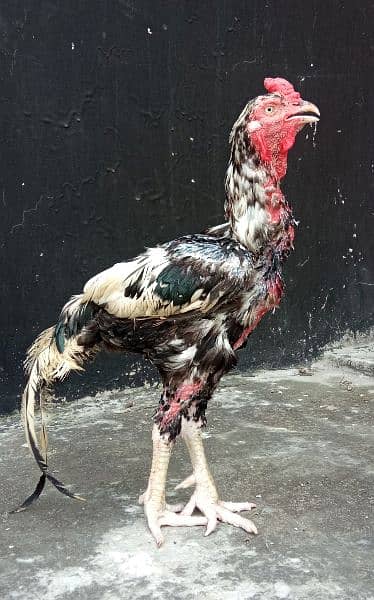 Aseel Sindhi Rooster/Cock 2