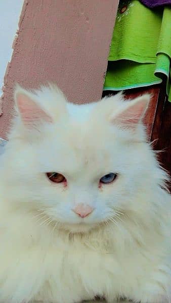 Persian Odd eyes Male 0