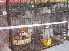 single portion cage 4 cage