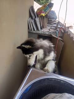 siberian husky for sale