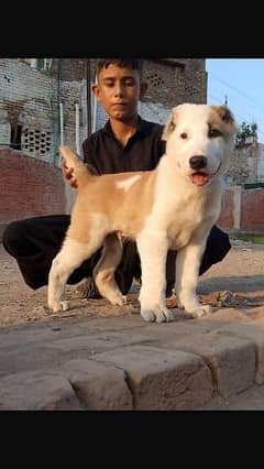 alabai security dog male 3 month for sale heavy bone