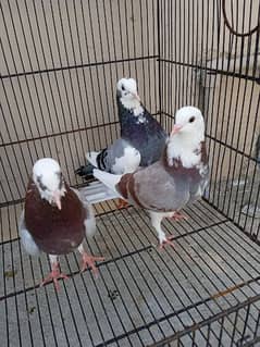 piegon for sale 03239926566