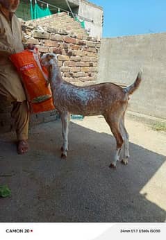 Bakri for sale