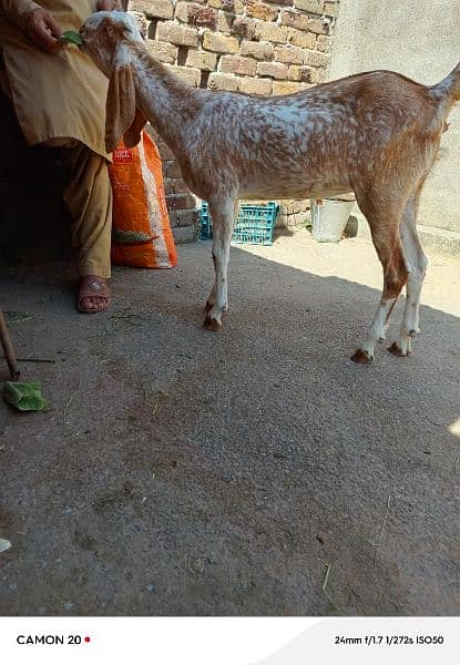 Bakri for sale 1