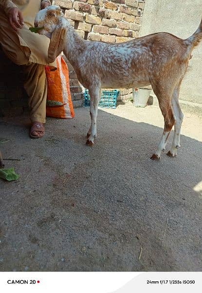 Bakri for sale 2