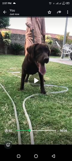 pedigree chocolate labrador