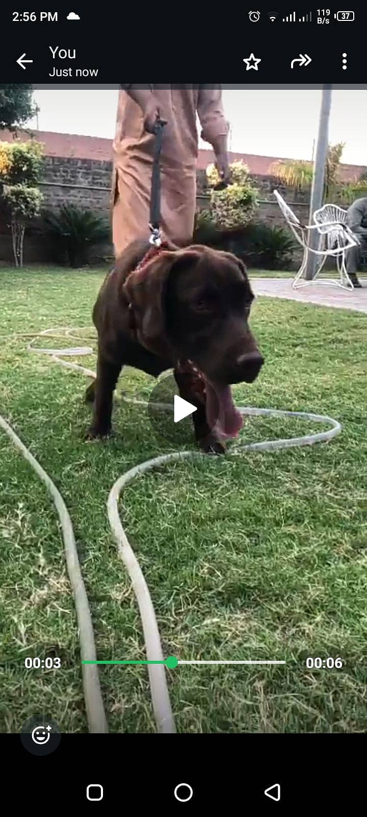 pedigree chocolate labrador 2