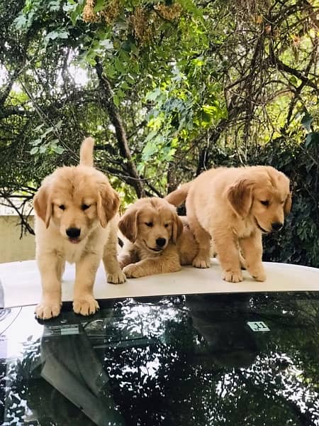 Golden retriever High quality female puppies 1