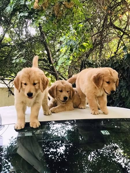 Golden retriever High quality female puppies 3