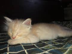 kiten cat for sale 10k