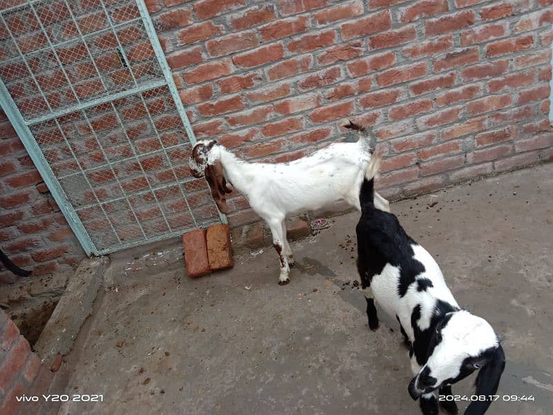 Pure Dessi Goats| Dessi Goat|Dessi Bakri 2