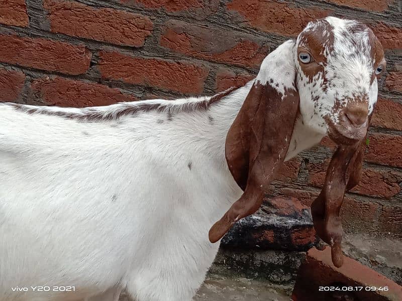 Pure Dessi Goats| Dessi Goat|Dessi Bakri 3