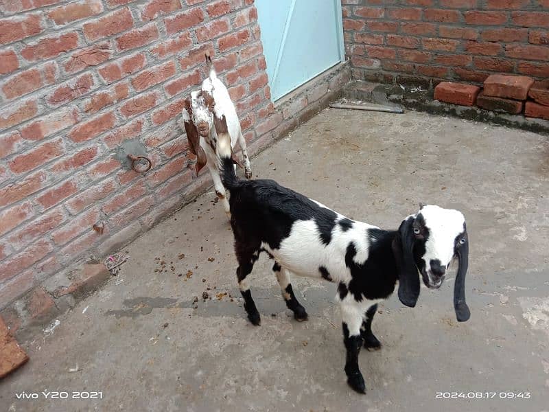 Pure Dessi Goats| Dessi Goat|Dessi Bakri 4