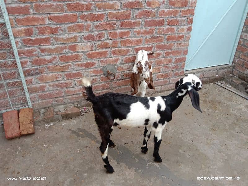 Pure Dessi Goats| Dessi Goat|Dessi Bakri 5