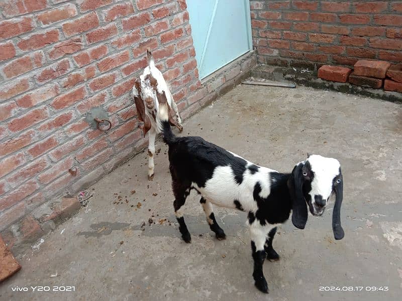 Pure Dessi Goats| Dessi Goat|Dessi Bakri 6