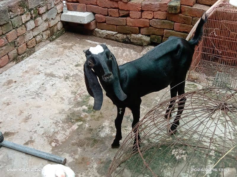 Pure Dessi Goats| Dessi Goat|Dessi Bakri 7