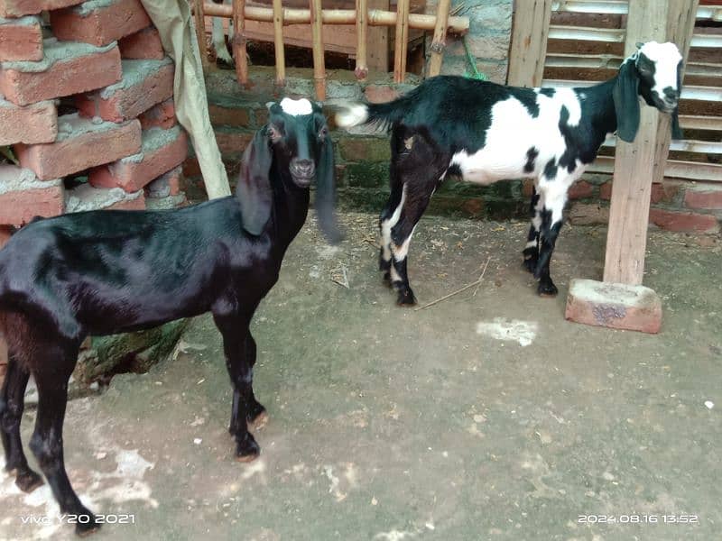 Pure Dessi Goats| Dessi Goat|Dessi Bakri 8