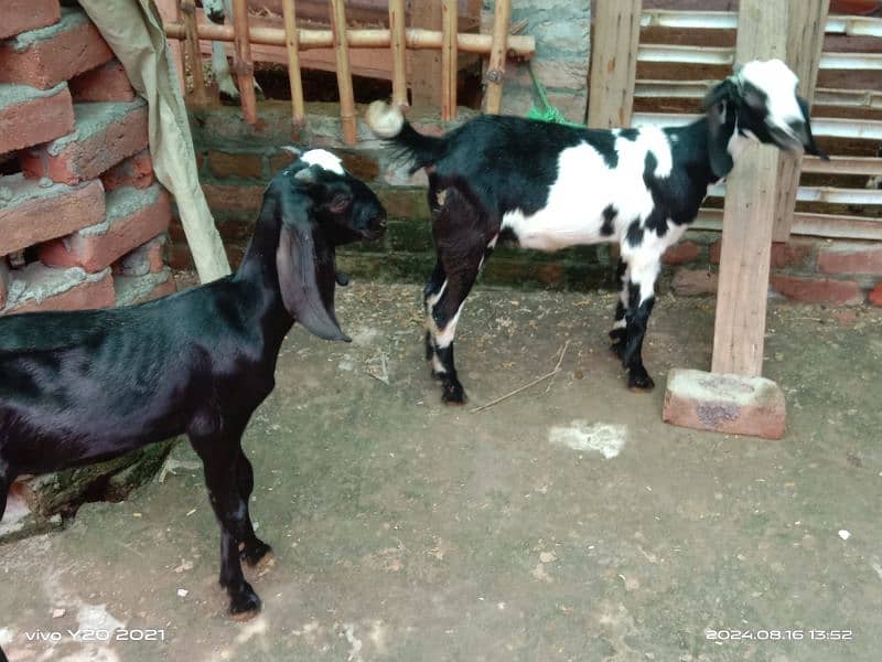 Pure Dessi Goats| Dessi Goat|Dessi Bakri 9