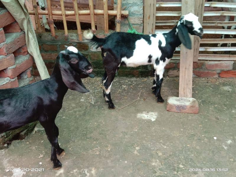 Pure Dessi Goats| Dessi Goat|Dessi Bakri 10