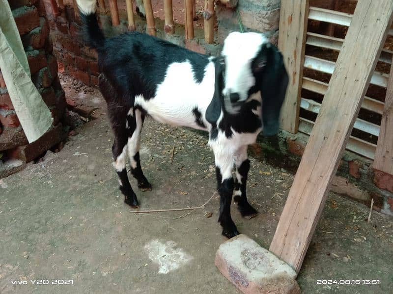 Pure Dessi Goats| Dessi Goat|Dessi Bakri 11