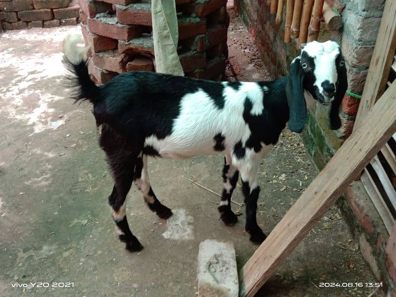 Pure Dessi Goats| Dessi Goat|Dessi Bakri 12