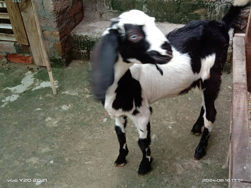 Pure Dessi Goats| Dessi Goat|Dessi Bakri 13