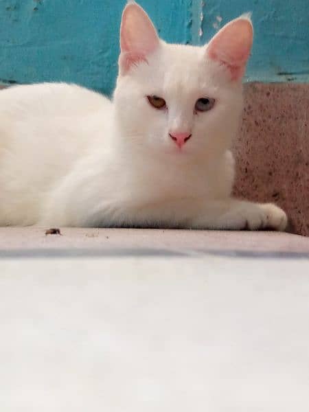 Persian female cat 1 year old yellow and blues eyes 2