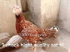 Aseel murgi hight quality 3 chicks bi sat hai or ik phatta bi for sale