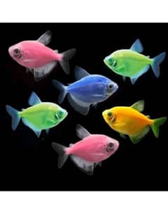 Glow tetra Colorful Fishes