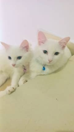 pair of Persian cats, 6 months age, white color