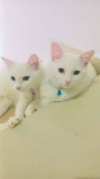 pair of Persian cats, 6 months age, white color 0