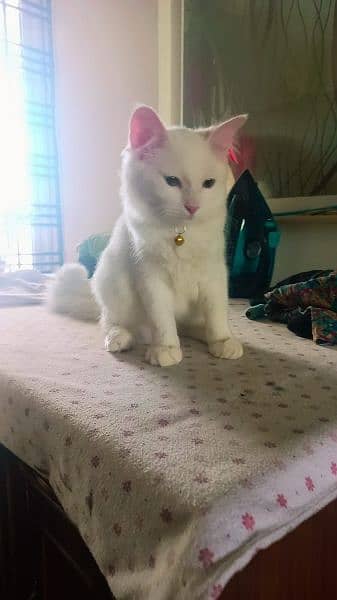 pair of Persian cats, 6 months age, white color 1